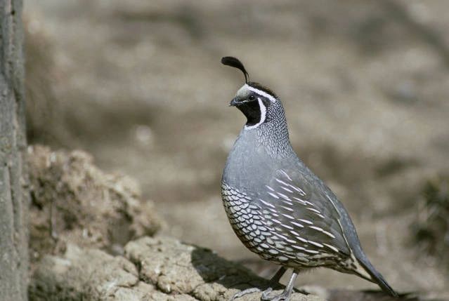 Finding bird hunting spots: Wild western quail